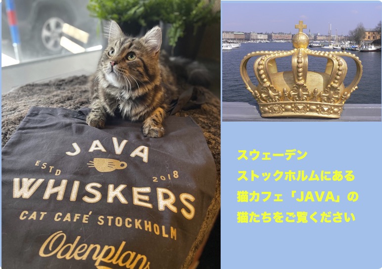 スウェーデンの猫カフェ『JAVA』